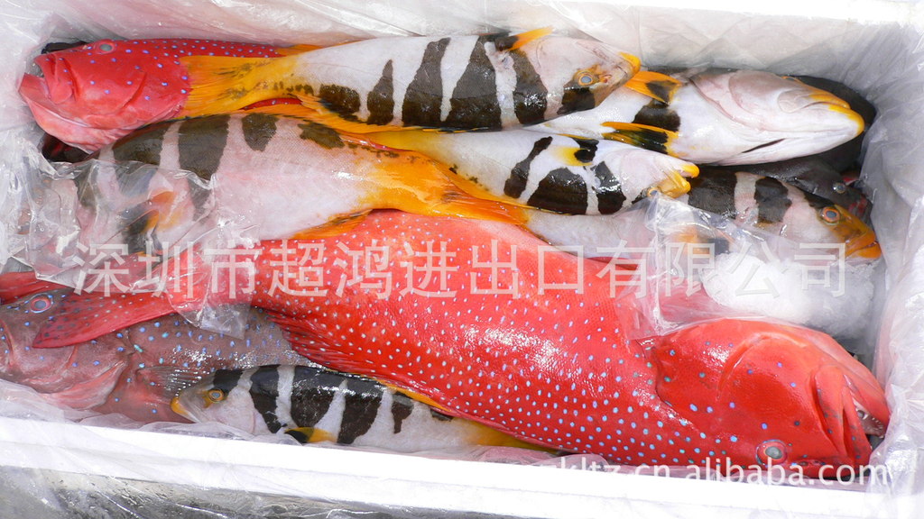 海上打捞最优惠价批发水产品海鲜,野生红东星