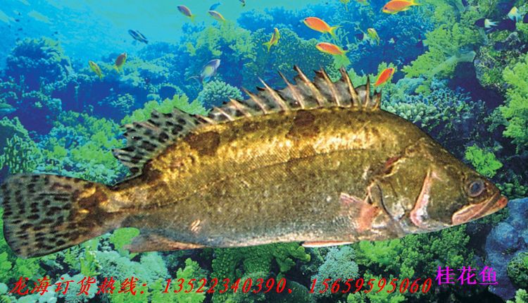 【新发地农产品】桂花鱼\/桂鱼 2斤左右\/条 绿色