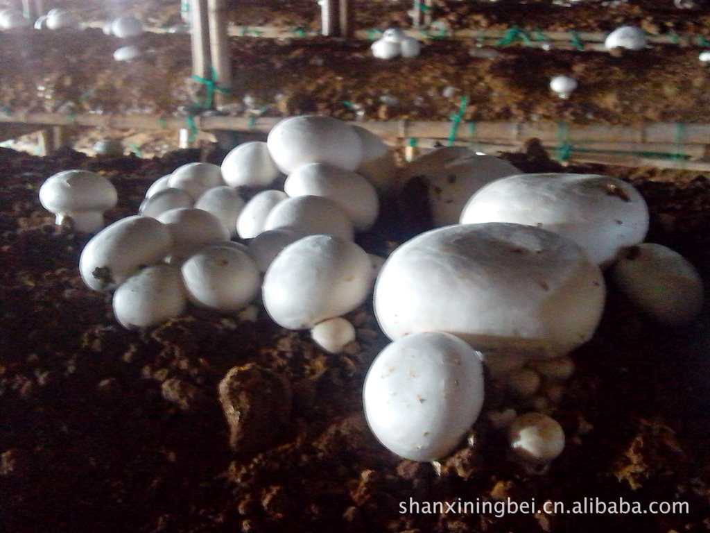 基地培养,味道鲜美,原生态,具有保健功能的食品-双孢菇