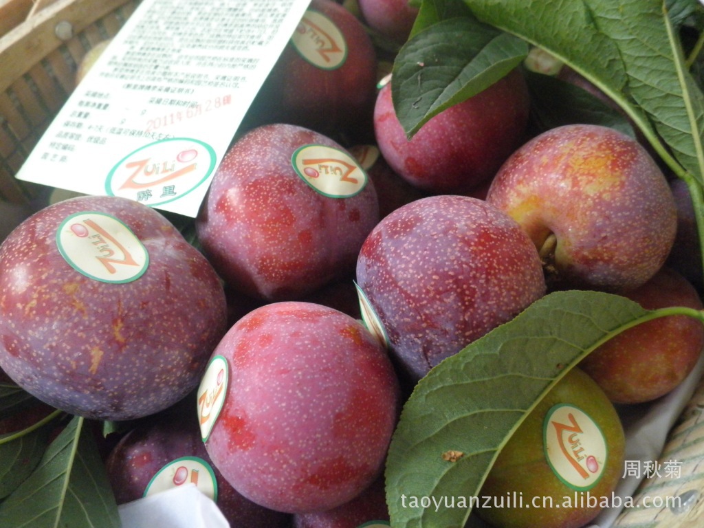 专业供应新鲜精品水果\/槜李\/原产地采摘 图片