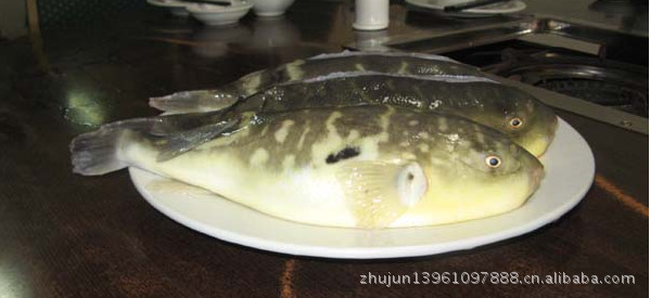 朱氏水产    打造一流的河豚鱼销售平台  小巴鱼