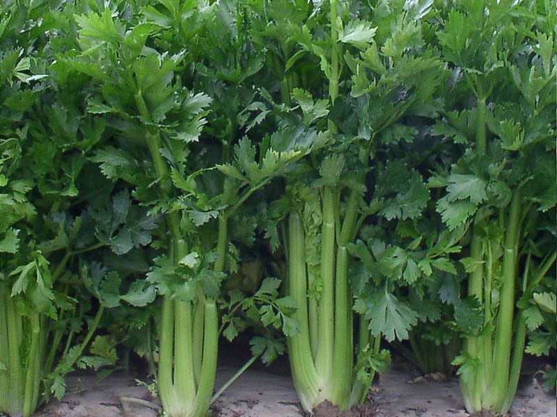 【芹菜 香芹、药芹 高纤维食物】价格,厂家,图片,叶菜类,南村月圆品牌家具有限公司-马可波罗网