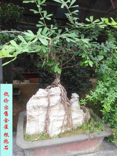 绿化苗木爬藤植物 金雀 抱根石 金雀盆景