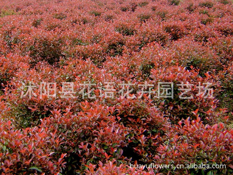 红叶石楠批发 红叶石楠批发