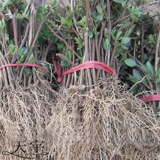 金银花 黄色金银花苗 室内盆栽 庭院栽植 花香浓