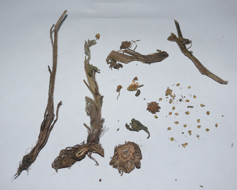 【大货供应毛茛 中药材 目生翳膜的专用 瘰疬的