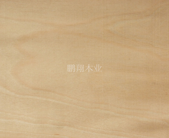 樺木木皮1