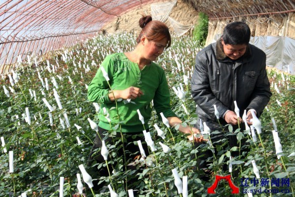 【云南昆明鲜花基地批发配花洋桔梗(白色)1扎