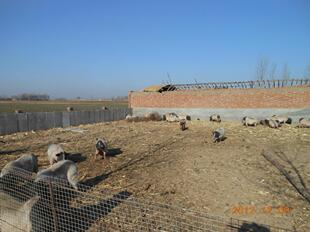 猪-河北巴马香猪养殖合作社大量供应优质巴马