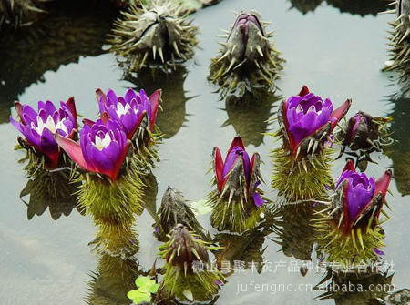 水生植物-供应香蒲刺莲芦苇荷花种苗\/绿化水景