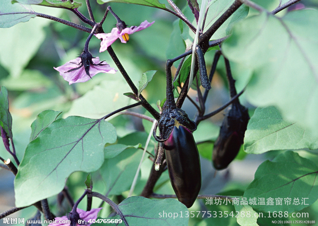 【供应 茄子 喷花型 坐果剂 西红柿坐果剂 西葫