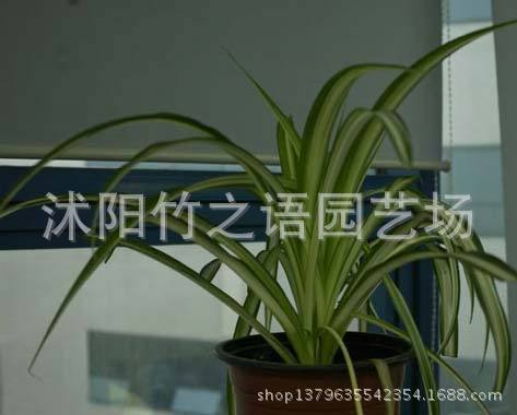 吊兰2
