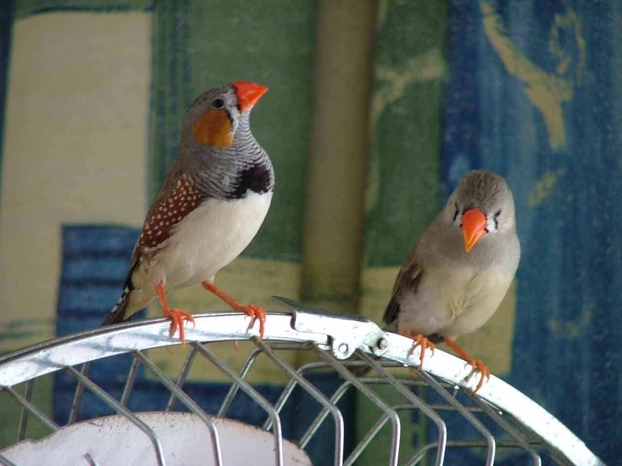 批发采购宠物-观赏鸟 宠物鸟 珍珠鸟宝宝 白珍