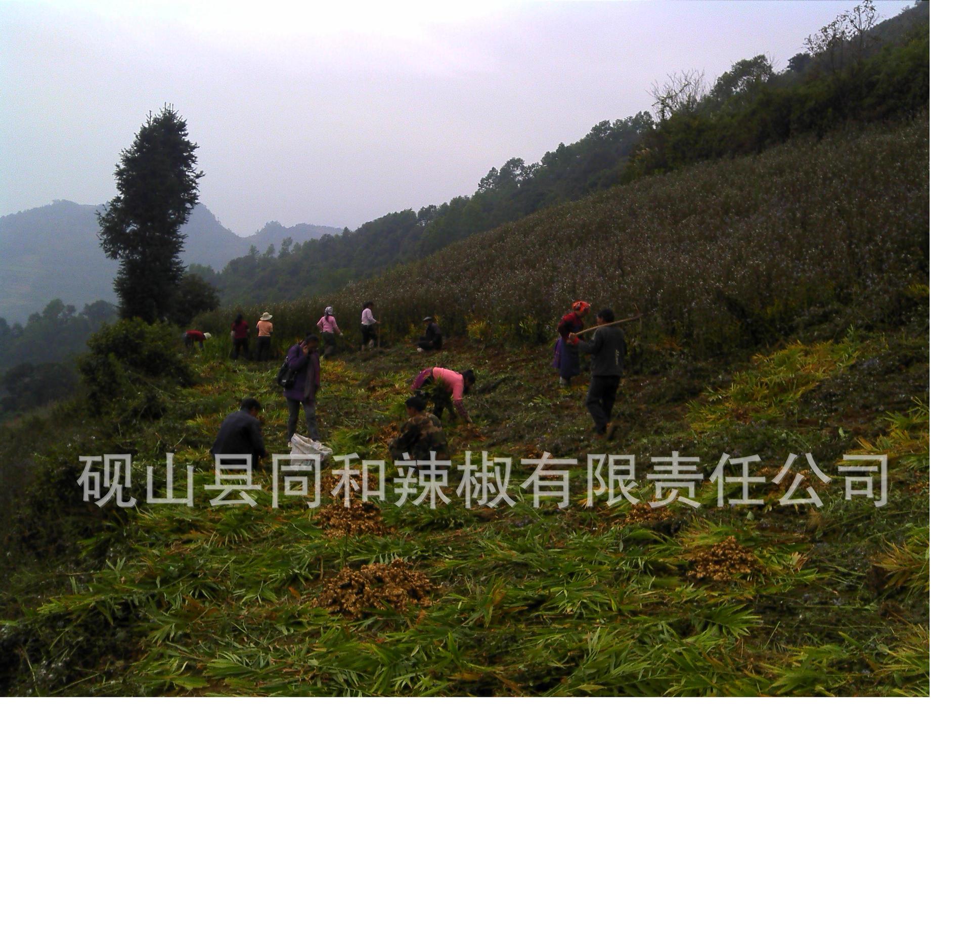 鲜姜/小黄姜/价格、报价