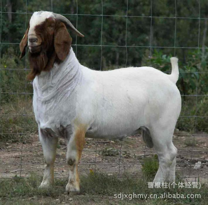 羊-黑头杜泊绵羊价格 养殖一年的利润是多少 -