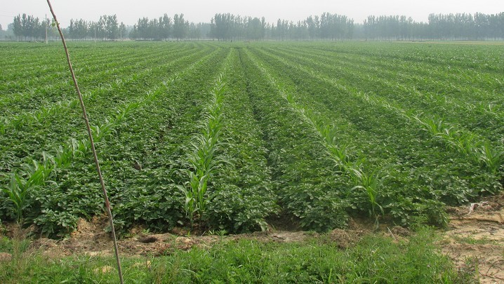 批发新鲜土豆 本公司大量供应新鲜土豆批发图