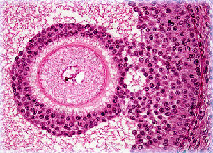 mammaliangraafianfolicle40xlar