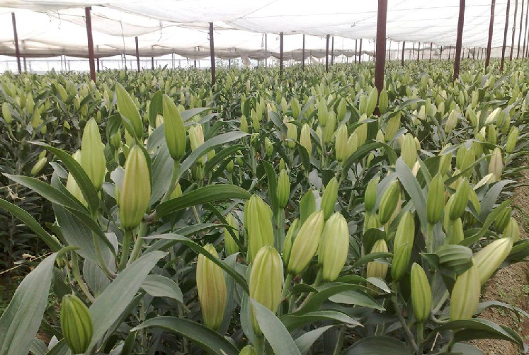 【昆明斗南鲜花批发市场A级B级C级百合(梯伯