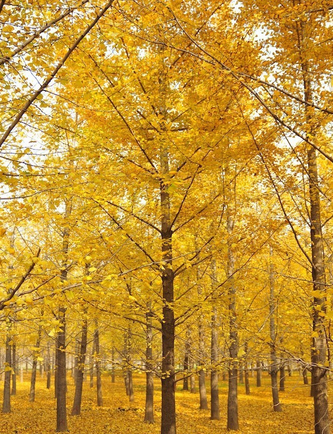 山东银杏基地20公分银杏苗木 银杏树苗 证件齐