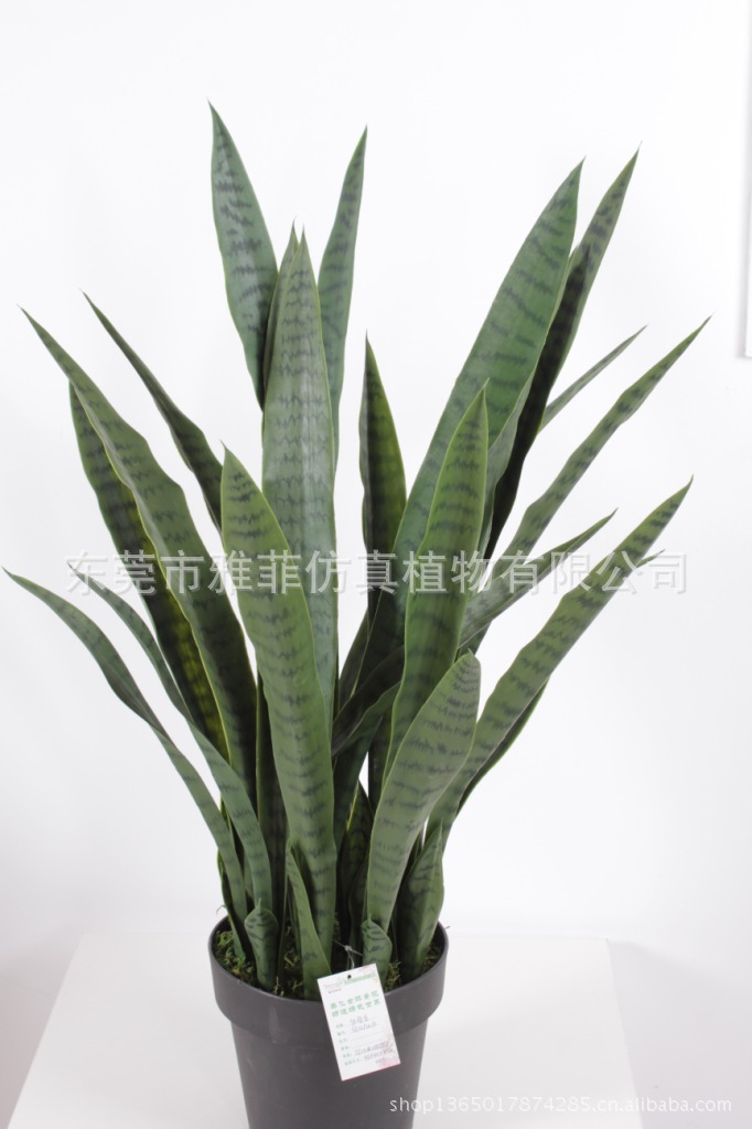 SJA0973外母舌绿 85CM