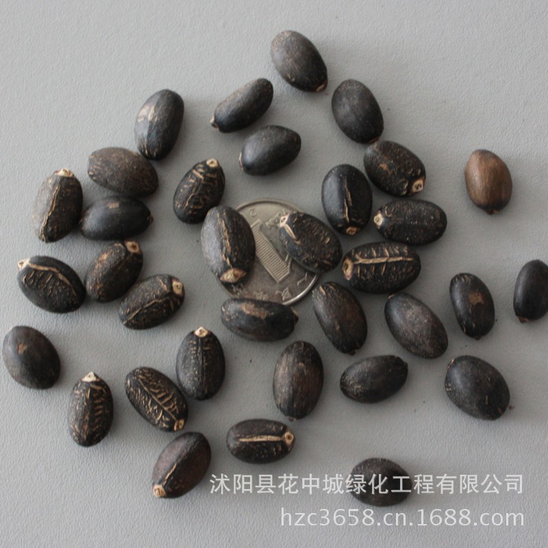 绿丰耀种业批发林木新能源 麻枫树 麻疯树臭油桐 柴油树种子  地球上