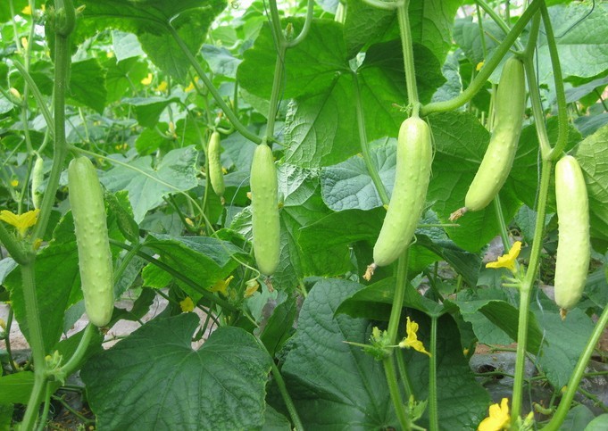 蔬菜种子、种苗-蔬菜种子 白皮黄瓜种子 黄瓜 