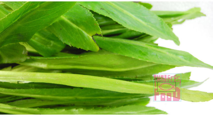 广东广州供应泰国新鲜芫茜1000g欧芹刺芜茜刺欧芹 泰国芜茜泰国菜详情