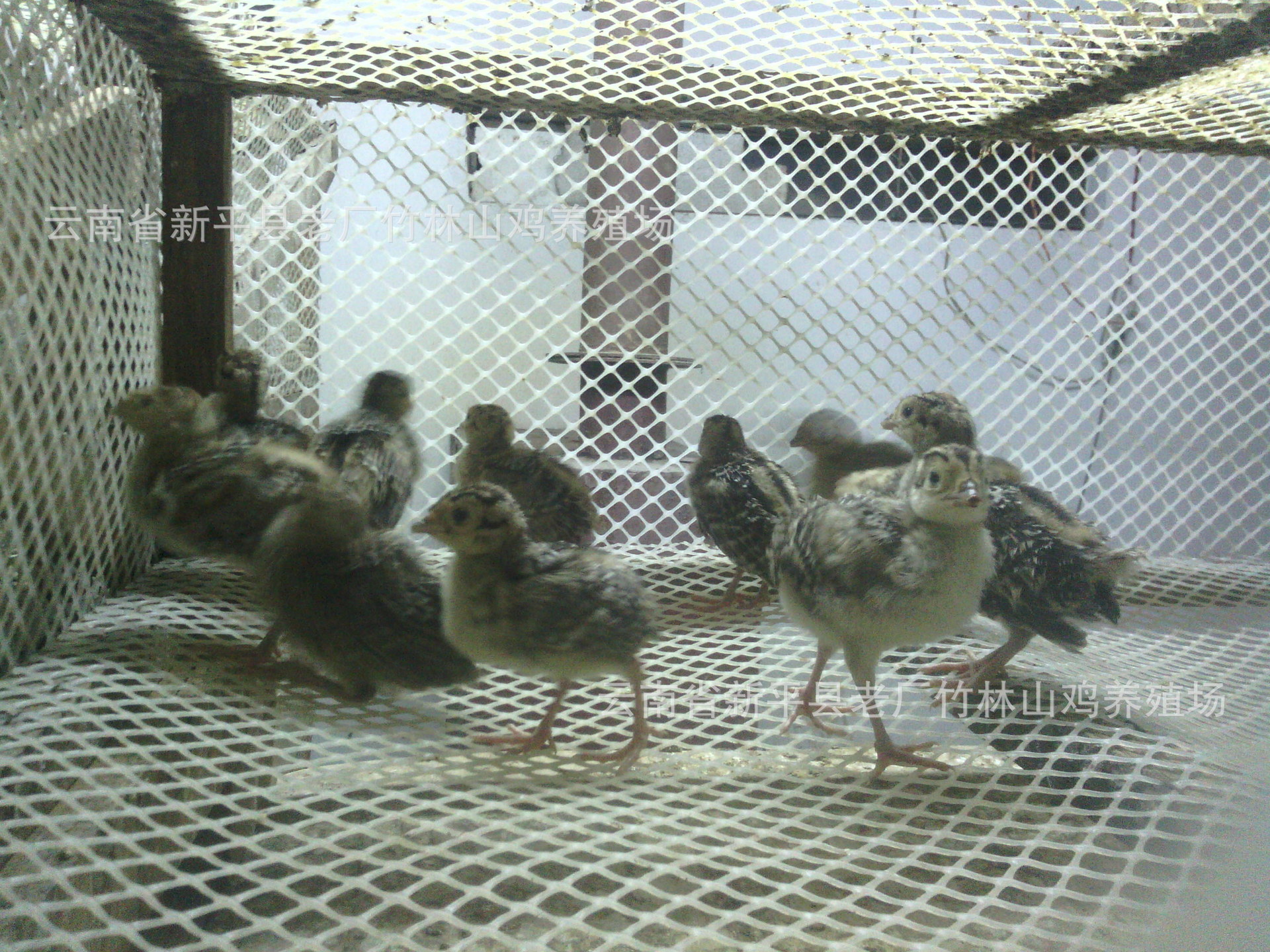 商品鸡-大量收购野鸡商品鸡一八六七四五九五