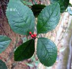 中药材草珊瑚,九节花、九节茶、接骨莲、肿节风中药饮片