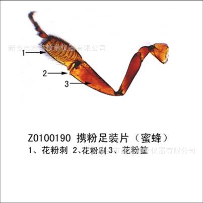 携粉足装片（蜜蜂）