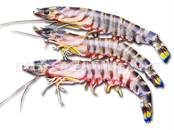 【批发供应车虾 斑马虾 基围虾】价格,厂家,图片,虾类,日照市天真生物科技有限公司-马可波罗网