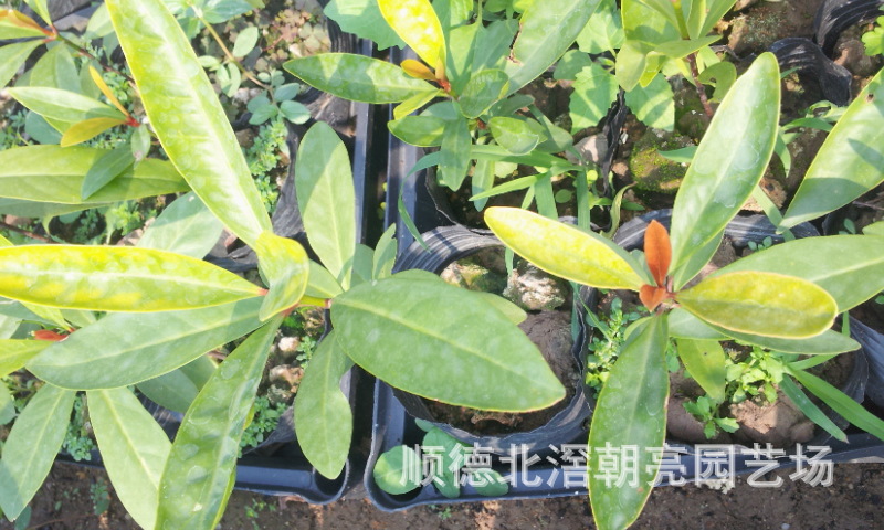 【泰国山竹苗,欢迎采购】价格,厂家,图片,水果种