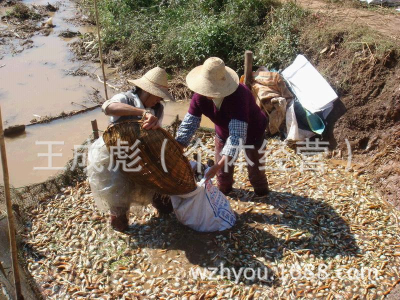 慈姑 白地果 燕尾菇 茨菰