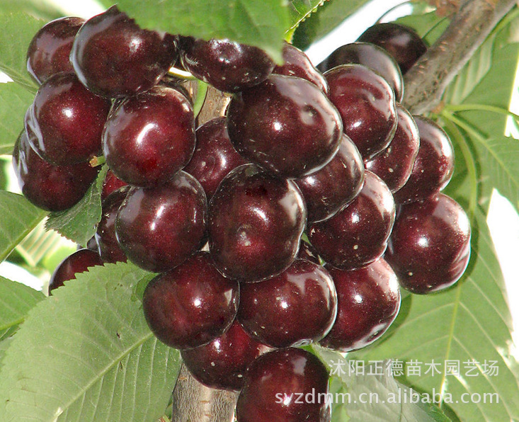 果树-直销优质果树 樱桃树 意大利莫利(早红) 樱