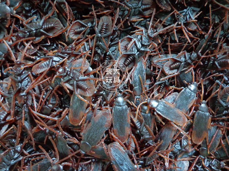 蟑螂-安徽蟑螂收购 蟑螂销售 蟑螂价格 蟑螂批