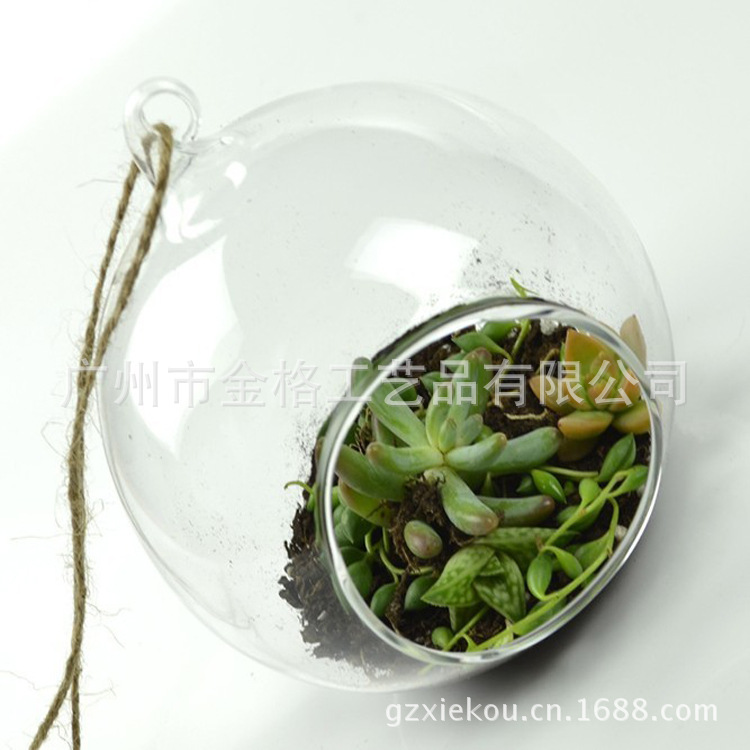 水培3