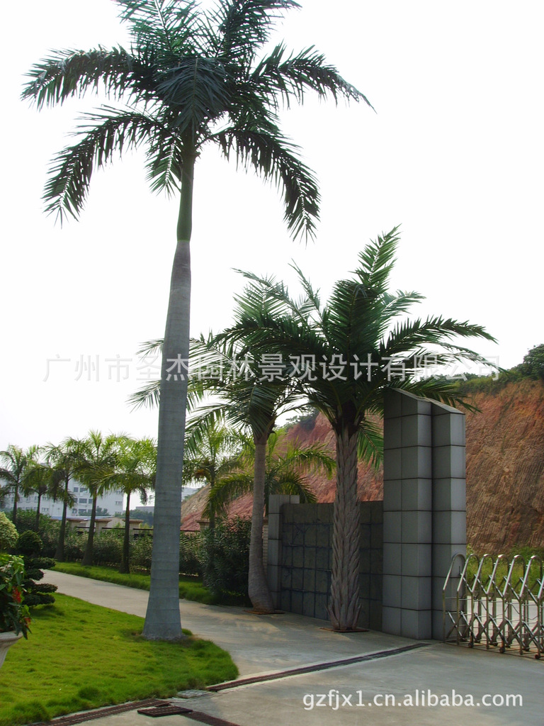 大王椰树