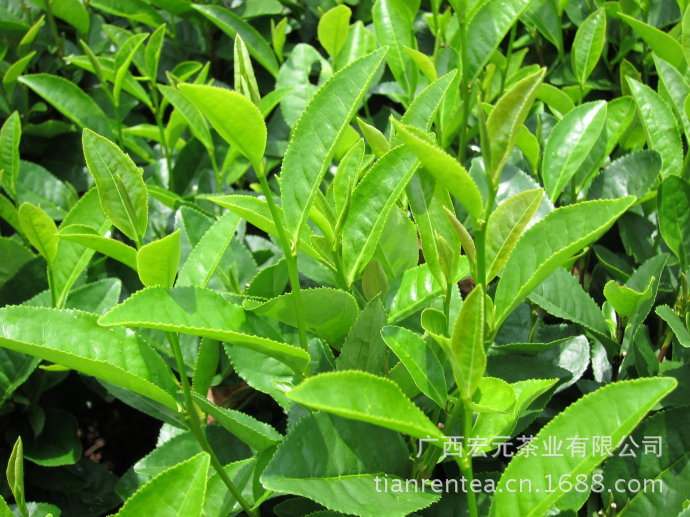 茶树的叶子——转自天人茶创始人孙以煜的博客- - 阿里巴巴商人论坛