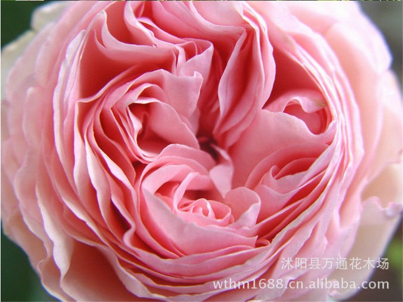 月季蔷薇类植物-龙沙宝石月季花苗批发 月季树