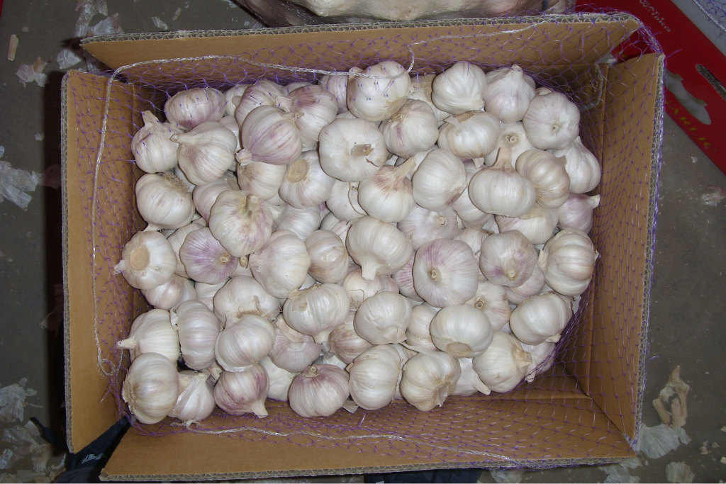 【厂家直供出口加工纯白大蒜、金乡大蒜、普白