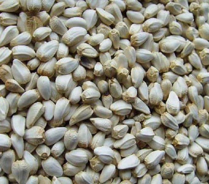 【红花籽】价格,厂家,图片,其他作物及副产品,秦国华个人-马可波罗网