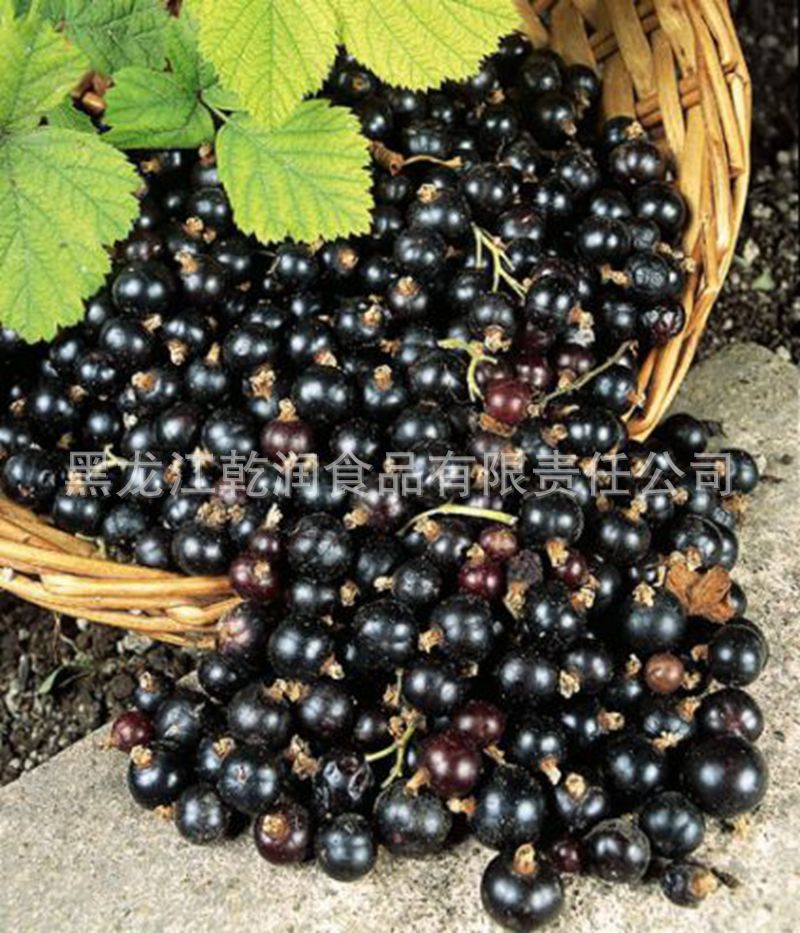 black-currant