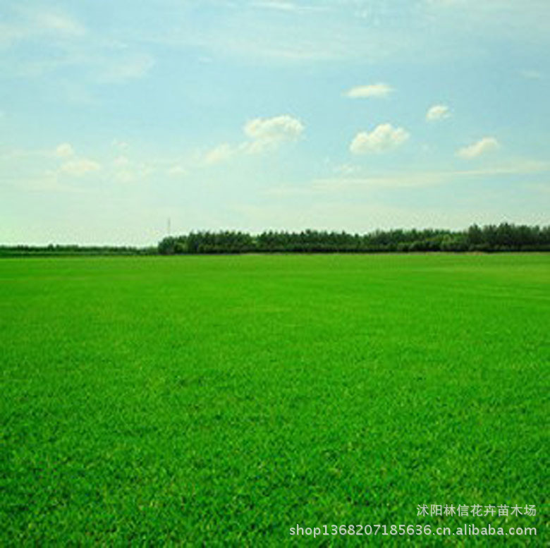 庭院专用草坪种子 矮生百慕大草种 天堂草 低矮 固土性强不用修剪