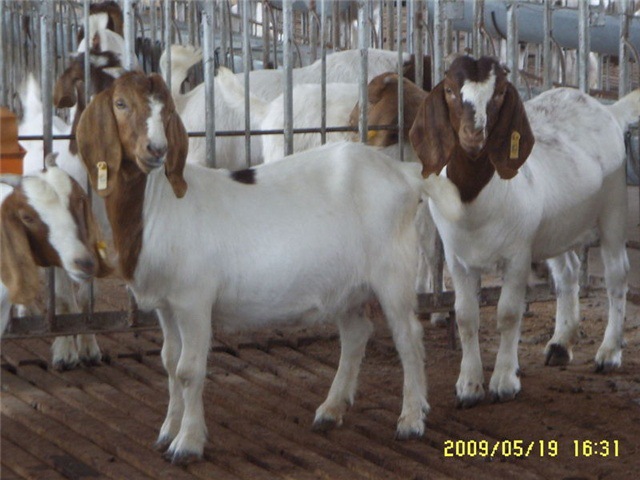 羊-养200只羊一年纯利润大概多少 羊的价格及