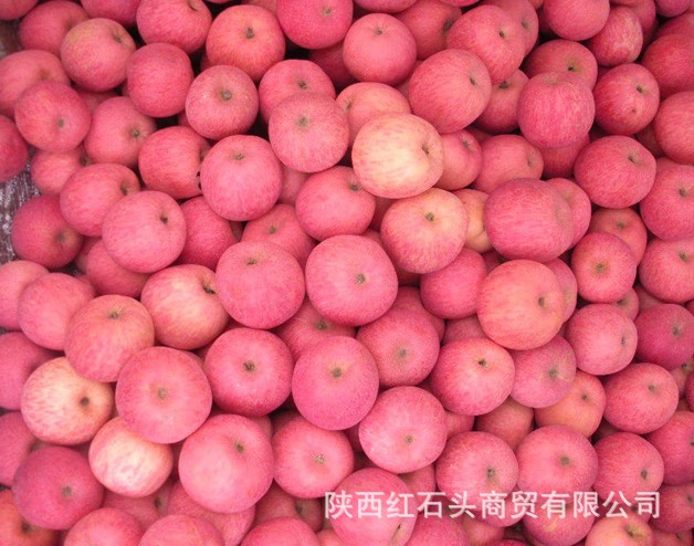 【洛川苹果基地 世界最优苹果基地 洛川苹果报