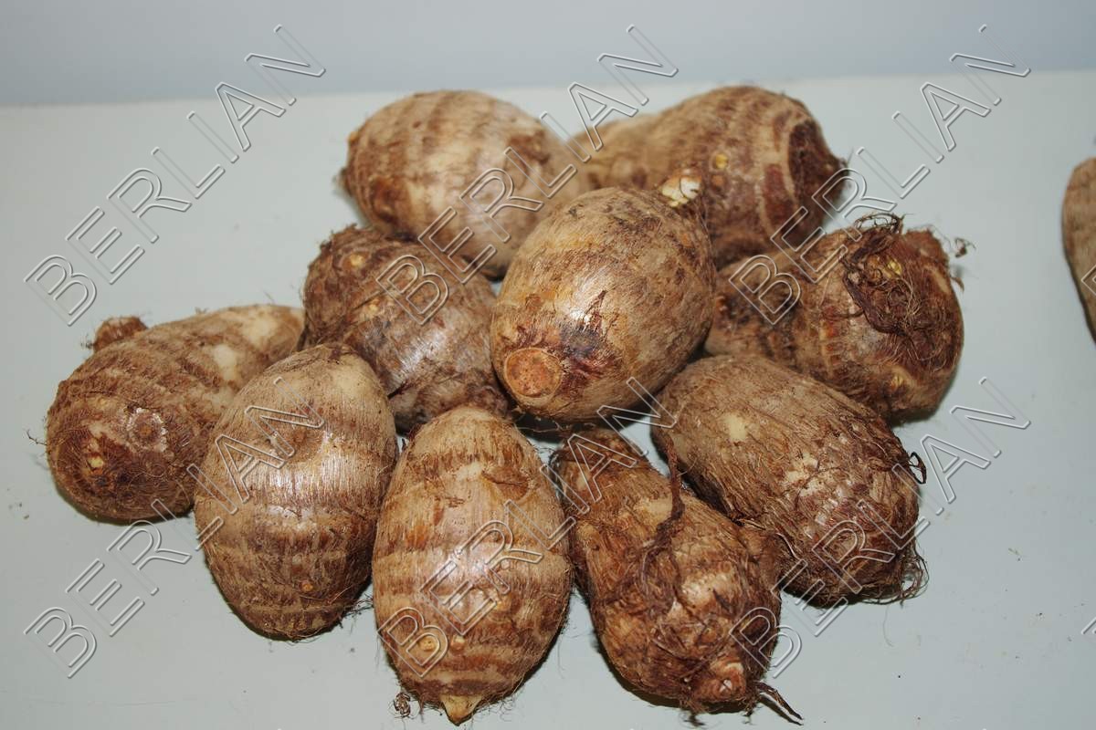 块茎类-安丘特产8520香芋 毛芋头 佛乐合作社