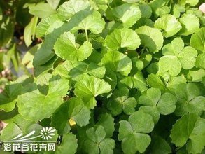 云南特产新鲜野生菜叶菜马蹄菜批发名贵中草药新鲜野菜抢购中