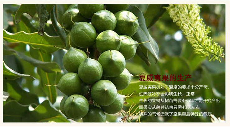 【求是】夏威夷果 特价南非坚果休闲食品 厂家批发直销10斤/箱