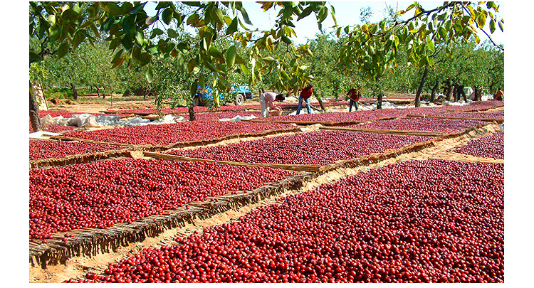 其他坚果、干果生货-新疆特产 补血红枣 新疆红枣 若羌枣 一级枣厂家批发-其他坚
