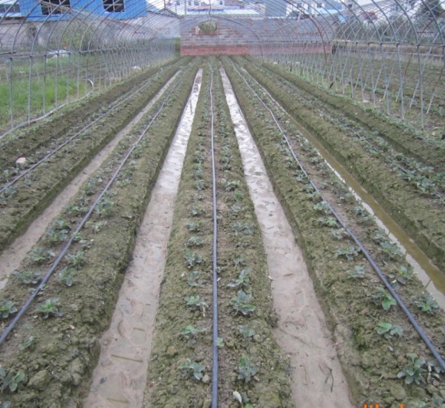 灌溉工具-N45微喷带 Φ28.5mm 西瓜草莓种植